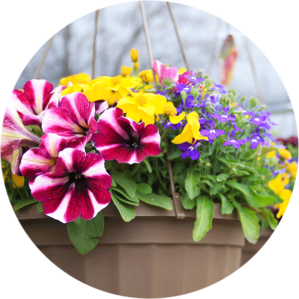 A hanging basket with white and pink striped petunias, yellow flowers and small purple flowers.